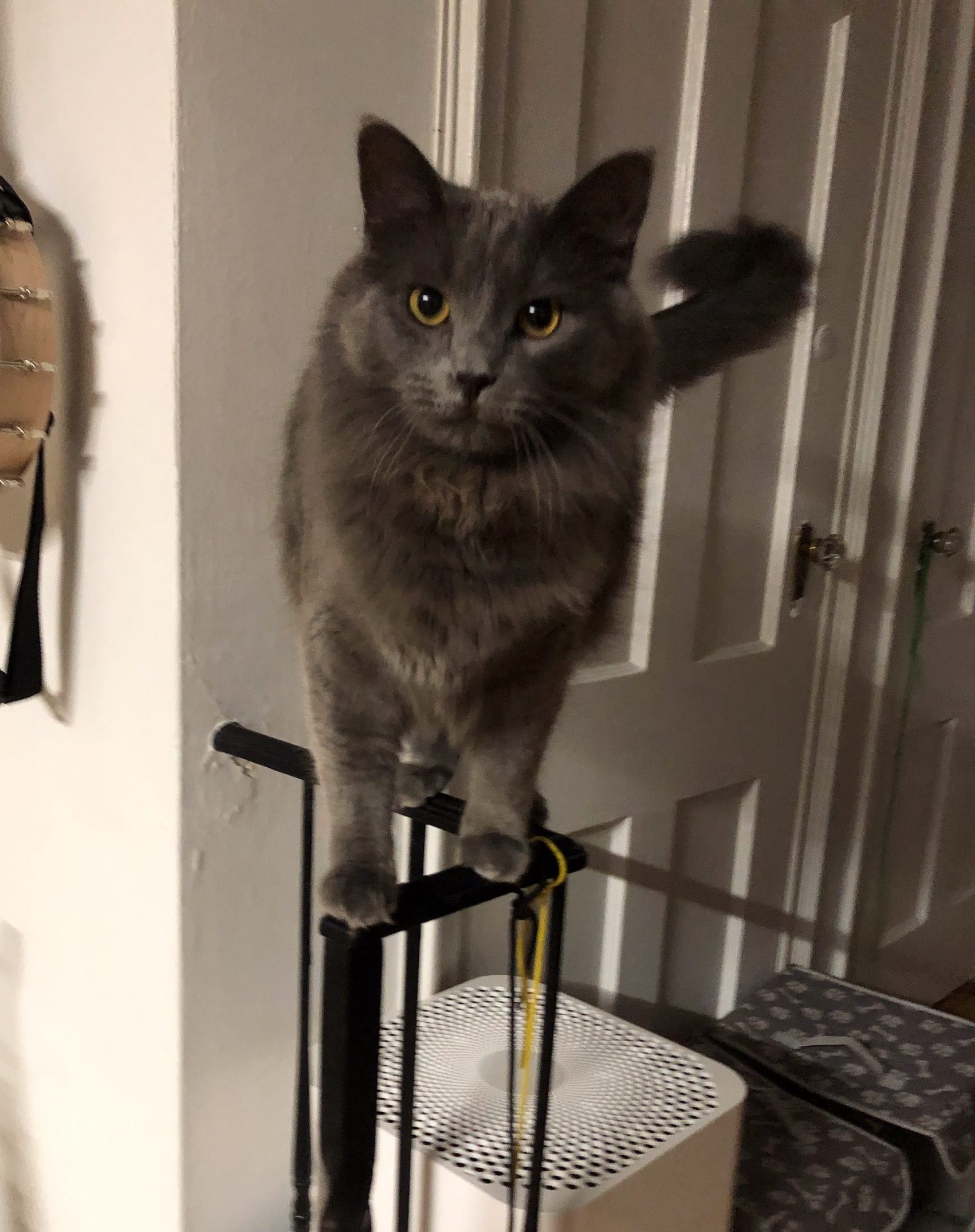 A large grey cat balancing on a railing.