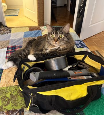 A tabby cat sitting on a bag of tools